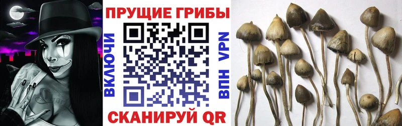Псилоцибиновые грибы прущие грибы Мантурово