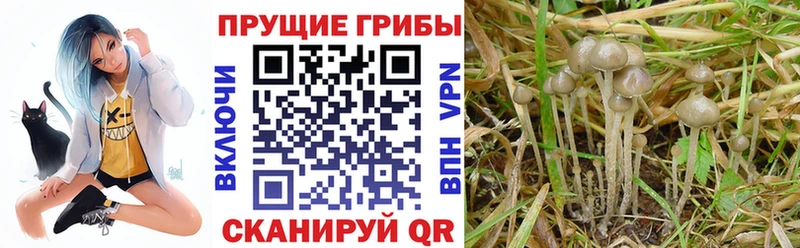 Галлюциногенные грибы мицелий  нарко площадка формула  Мантурово  купить наркотики цена 